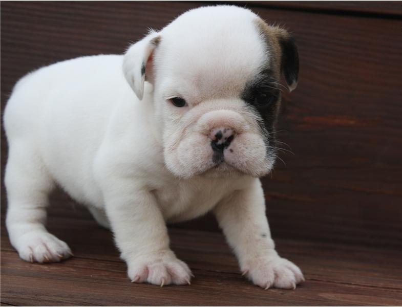 
Precio Bulldog...........<strong>   $35,000.00  A   $60,000.00    (dependiendo la calidad)</strong> <br><br>


100% pura raza, registrados todos los papeles en regla se envian a cualquier parte de la Republica.<br><br> 

<li>Contrato de compraventa<br><br></li>


<li>Seguro de vida gratuito por escrito de 5 años que cubre muerte en caso de cuestiones virales</li>
<br><br>

<li>Garantía de Pureza Racial<br><br></li>

<li>Certificado de registro inicial que extiende la Federación Canófila Mexicana donde los cachorros se entregan con tatuaje y microchip</li>

