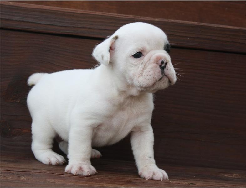 
Precio Bulldog...........<strong>   $35,000.00  A   $60,000.00    (dependiendo la calidad)</strong> <br><br>


100% pura raza, registrados todos los papeles en regla se envian a cualquier parte de la Republica.<br><br> 

<li>Contrato de compraventa<br><br></li>


<li>Seguro de vida gratuito por escrito de 5 años que cubre muerte en caso de cuestiones virales</li>
<br><br>

<li>Garantía de Pureza Racial<br><br></li>

<li>Certificado de registro inicial que extiende la Federación Canófila Mexicana donde los cachorros se entregan con tatuaje y microchip</li>

