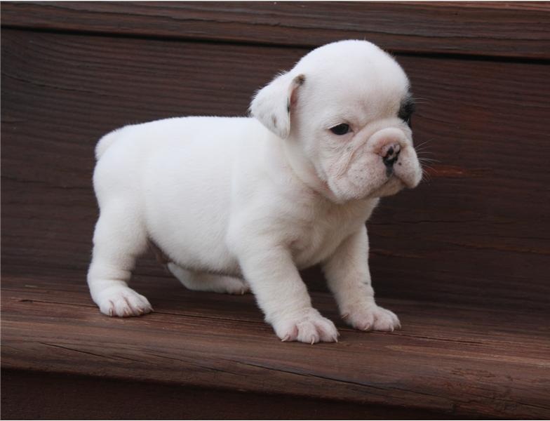 
Precio Bulldog...........<strong>   $35,000.00  A   $60,000.00    (dependiendo la calidad)</strong> <br><br>


100% pura raza, registrados todos los papeles en regla se envian a cualquier parte de la Republica.<br><br> 

<li>Contrato de compraventa<br><br></li>


<li>Seguro de vida gratuito por escrito de 5 años que cubre muerte en caso de cuestiones virales</li>
<br><br>

<li>Garantía de Pureza Racial<br><br></li>

<li>Certificado de registro inicial que extiende la Federación Canófila Mexicana donde los cachorros se entregan con tatuaje y microchip</li>

