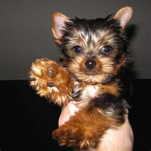 
Precio Yorkshire Terrier...........<strong>$18,000.00   A   $25,000.00  (dependiendo del tamaño, sexo, color y calidad)</strong> <br><br>


100% pura raza, registrados todos los papeles en regla se envian a cualquier parte de la Republica.<br><br> 

<li>Contrato de compraventa<br><br></li>


<li>Seguro de vida gratuito por escrito de 5 años que cubre muerte en caso de cuestiones virales</li>
<br><br>

<li>Garantía de Pureza Racial<br><br></li>

<li>Certificado de registro inicial que extiende la Federación Canófila Mexicana donde los cachorros se entregan con tatuaje y microchip</li>

