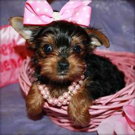 
Precio Yorkshire Terrier...........<strong>$18,000.00   A   $25,000.00  (dependiendo del tamaño, sexo, color y calidad)</strong> <br><br>


100% pura raza, registrados todos los papeles en regla se envian a cualquier parte de la Republica.<br><br> 

<li>Contrato de compraventa<br><br></li>


<li>Seguro de vida gratuito por escrito de 5 años que cubre muerte en caso de cuestiones virales</li>
<br><br>

<li>Garantía de Pureza Racial<br><br></li>

<li>Certificado de registro inicial que extiende la Federación Canófila Mexicana donde los cachorros se entregan con tatuaje y microchip</li>

