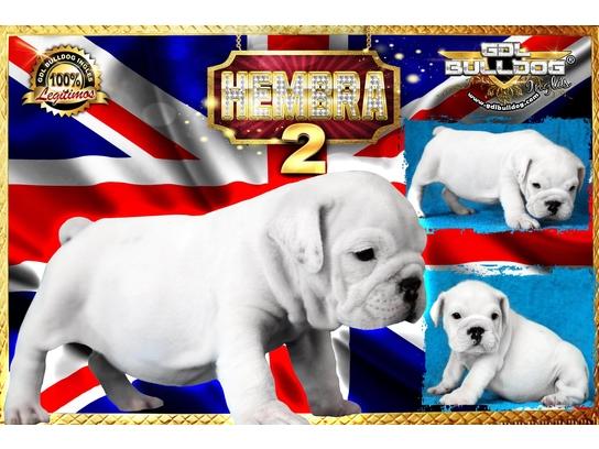 
Precio Bulldog...........<strong>   $35,000.00  A   $60,000.00    (dependiendo la calidad)</strong> <br><br>


100% pura raza, registrados todos los papeles en regla se envian a cualquier parte de la Republica.<br><br> 

<li>Contrato de compraventa<br><br></li>


<li>Seguro de vida gratuito por escrito de 5 años que cubre muerte en caso de cuestiones virales</li>
<br><br>

<li>Garantía de Pureza Racial<br><br></li>

<li>Certificado de registro inicial que extiende la Federación Canófila Mexicana donde los cachorros se entregan con tatuaje y microchip</li>

