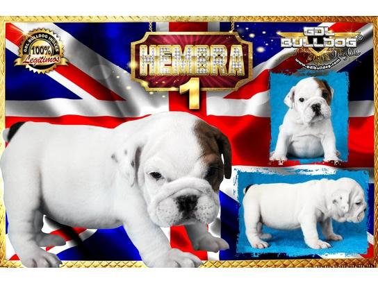 
Precio Bulldog...........<strong>   $35,000.00  A   $60,000.00    (dependiendo la calidad)</strong> <br><br>


100% pura raza, registrados todos los papeles en regla se envian a cualquier parte de la Republica.<br><br> 

<li>Contrato de compraventa<br><br></li>


<li>Seguro de vida gratuito por escrito de 5 años que cubre muerte en caso de cuestiones virales</li>
<br><br>

<li>Garantía de Pureza Racial<br><br></li>

<li>Certificado de registro inicial que extiende la Federación Canófila Mexicana donde los cachorros se entregan con tatuaje y microchip</li>

