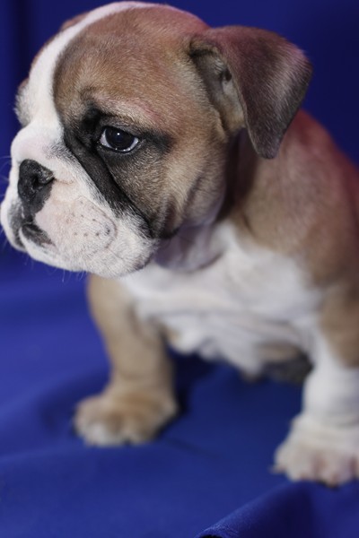 
Precio Bulldog...........<strong>   $35,000.00  A   $60,000.00    (dependiendo la calidad)</strong> <br><br>


100% pura raza, registrados todos los papeles en regla se envian a cualquier parte de la Republica.<br><br> 

<li>Contrato de compraventa<br><br></li>


<li>Seguro de vida gratuito por escrito de 5 años que cubre muerte en caso de cuestiones virales</li>
<br><br>

<li>Garantía de Pureza Racial<br><br></li>

<li>Certificado de registro inicial que extiende la Federación Canófila Mexicana donde los cachorros se entregan con tatuaje y microchip</li>

