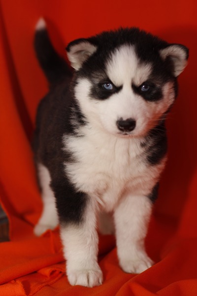  Cachorros husky siberiano para la venta