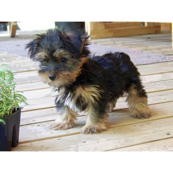 
Precio Yorkshire Terrier...........<strong>$18,000.00   A   $25,000.00  (dependiendo del tamaño, sexo, color y calidad)</strong> <br><br>


100% pura raza, registrados todos los papeles en regla se envian a cualquier parte de la Republica.<br><br> 

<li>Contrato de compraventa<br><br></li>


<li>Seguro de vida gratuito por escrito de 5 años que cubre muerte en caso de cuestiones virales</li>
<br><br>

<li>Garantía de Pureza Racial<br><br></li>

<li>Certificado de registro inicial que extiende la Federación Canófila Mexicana donde los cachorros se entregan con tatuaje y microchip</li>

