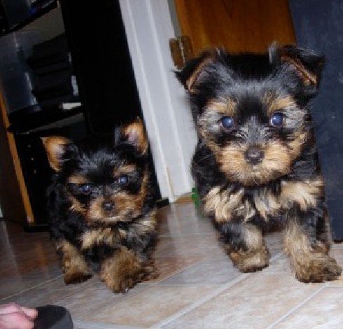 
Precio Yorkshire Terrier...........<strong>$18,000.00   A   $25,000.00  (dependiendo del tamaño, sexo, color y calidad)</strong> <br><br>


100% pura raza, registrados todos los papeles en regla se envian a cualquier parte de la Republica.<br><br> 

<li>Contrato de compraventa<br><br></li>


<li>Seguro de vida gratuito por escrito de 5 años que cubre muerte en caso de cuestiones virales</li>
<br><br>

<li>Garantía de Pureza Racial<br><br></li>

<li>Certificado de registro inicial que extiende la Federación Canófila Mexicana donde los cachorros se entregan con tatuaje y microchip</li>

