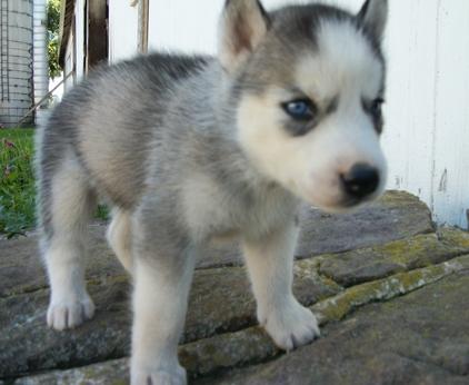 Pendientes de ojos azules cachorro