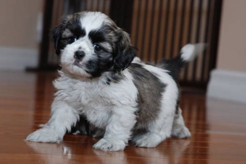 
Precio Shih Tzu...........<strong>          $22,000.00</strong> <br><br>


100% pura raza, registrados todos los papeles en regla se envian a cualquier parte de la Republica.<br><br> 

<li>Contrato de compraventa<br><br></li>


<li>Seguro de vida gratuito por escrito de 5 años que cubre muerte en caso de cuestiones virales</li>
<br><br>

<li>Garantía de Pureza Racial<br><br></li>

<li>Certificado de registro inicial que extiende la Federación Canófila Mexicana donde los cachorros se entregan con tatuaje y microchip</li>

