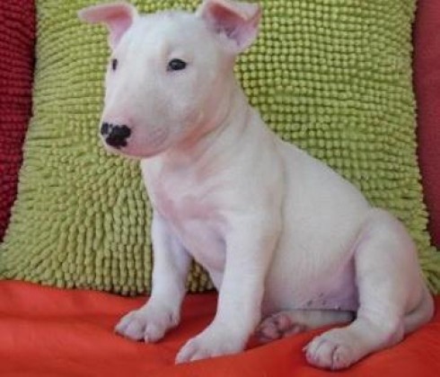 
Precio Bull Terrier...........<strong>    $18,000.00  A   $25,000.00    ( dependiendo tamaño y color)</strong> <br><br>


100% pura raza, registrados todos los papeles en regla se envian a cualquier parte de la Republica.<br><br> 

<li>Contrato de compraventa<br><br></li>


<li>Seguro de vida gratuito por escrito de 5 años que cubre muerte en caso de cuestiones virales</li>
<br><br>

<li>Garantía de Pureza Racial<br><br></li>

<li>Certificado de registro inicial que extiende la Federación Canófila Mexicana donde los cachorros se entregan con tatuaje y microchip</li>

