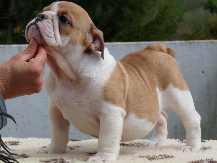 
Precio Bulldog...........<strong>   $35,000.00  A   $60,000.00    (dependiendo la calidad)</strong> <br><br>


100% pura raza, registrados todos los papeles en regla se envian a cualquier parte de la Republica.<br><br> 

<li>Contrato de compraventa<br><br></li>


<li>Seguro de vida gratuito por escrito de 5 años que cubre muerte en caso de cuestiones virales</li>
<br><br>

<li>Garantía de Pureza Racial<br><br></li>

<li>Certificado de registro inicial que extiende la Federación Canófila Mexicana donde los cachorros se entregan con tatuaje y microchip</li>

