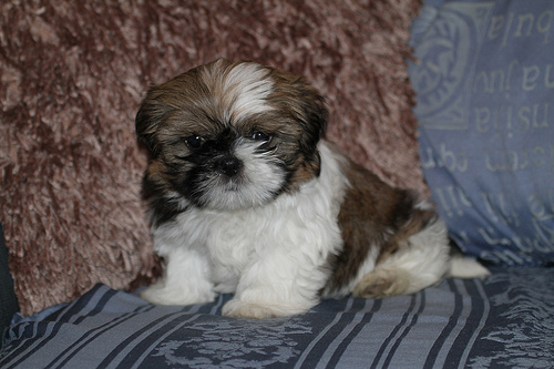 
Precio Shih Tzu...........<strong>          $22,000.00</strong> <br><br>


100% pura raza, registrados todos los papeles en regla se envian a cualquier parte de la Republica.<br><br> 

<li>Contrato de compraventa<br><br></li>


<li>Seguro de vida gratuito por escrito de 5 años que cubre muerte en caso de cuestiones virales</li>
<br><br>

<li>Garantía de Pureza Racial<br><br></li>

<li>Certificado de registro inicial que extiende la Federación Canófila Mexicana donde los cachorros se entregan con tatuaje y microchip</li>

