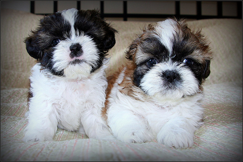 
Precio Shih Tzu...........<strong>          $22,000.00</strong> <br><br>


100% pura raza, registrados todos los papeles en regla se envian a cualquier parte de la Republica.<br><br> 

<li>Contrato de compraventa<br><br></li>


<li>Seguro de vida gratuito por escrito de 5 años que cubre muerte en caso de cuestiones virales</li>
<br><br>

<li>Garantía de Pureza Racial<br><br></li>

<li>Certificado de registro inicial que extiende la Federación Canófila Mexicana donde los cachorros se entregan con tatuaje y microchip</li>

