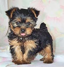 
Precio Yorkshire Terrier...........<strong>$18,000.00   A   $25,000.00  (dependiendo del tamaño, sexo, color y calidad)</strong> <br><br>


100% pura raza, registrados todos los papeles en regla se envian a cualquier parte de la Republica.<br><br> 

<li>Contrato de compraventa<br><br></li>


<li>Seguro de vida gratuito por escrito de 5 años que cubre muerte en caso de cuestiones virales</li>
<br><br>

<li>Garantía de Pureza Racial<br><br></li>

<li>Certificado de registro inicial que extiende la Federación Canófila Mexicana donde los cachorros se entregan con tatuaje y microchip</li>

