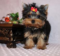 
Precio Yorkshire Terrier...........<strong>$18,000.00   A   $25,000.00  (dependiendo del tamaño, sexo, color y calidad)</strong> <br><br>


100% pura raza, registrados todos los papeles en regla se envian a cualquier parte de la Republica.<br><br> 

<li>Contrato de compraventa<br><br></li>


<li>Seguro de vida gratuito por escrito de 5 años que cubre muerte en caso de cuestiones virales</li>
<br><br>

<li>Garantía de Pureza Racial<br><br></li>

<li>Certificado de registro inicial que extiende la Federación Canófila Mexicana donde los cachorros se entregan con tatuaje y microchip</li>

