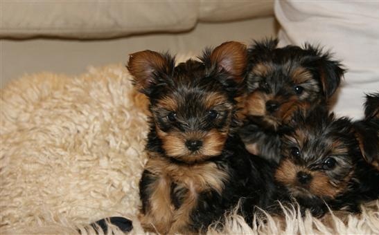 
Precio Yorkshire Terrier...........<strong>$18,000.00   A   $25,000.00  (dependiendo del tamaño, sexo, color y calidad)</strong> <br><br>


100% pura raza, registrados todos los papeles en regla se envian a cualquier parte de la Republica.<br><br> 

<li>Contrato de compraventa<br><br></li>


<li>Seguro de vida gratuito por escrito de 5 años que cubre muerte en caso de cuestiones virales</li>
<br><br>

<li>Garantía de Pureza Racial<br><br></li>

<li>Certificado de registro inicial que extiende la Federación Canófila Mexicana donde los cachorros se entregan con tatuaje y microchip</li>

