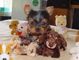 
Precio Yorkshire Terrier...........<strong>$18,000.00   A   $25,000.00  (dependiendo del tamaño, sexo, color y calidad)</strong> <br><br>


100% pura raza, registrados todos los papeles en regla se envian a cualquier parte de la Republica.<br><br> 

<li>Contrato de compraventa<br><br></li>


<li>Seguro de vida gratuito por escrito de 5 años que cubre muerte en caso de cuestiones virales</li>
<br><br>

<li>Garantía de Pureza Racial<br><br></li>

<li>Certificado de registro inicial que extiende la Federación Canófila Mexicana donde los cachorros se entregan con tatuaje y microchip</li>

