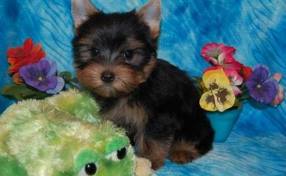 
Precio Yorkshire Terrier...........<strong>$18,000.00   A   $25,000.00  (dependiendo del tamaño, sexo, color y calidad)</strong> <br><br>


100% pura raza, registrados todos los papeles en regla se envian a cualquier parte de la Republica.<br><br> 

<li>Contrato de compraventa<br><br></li>


<li>Seguro de vida gratuito por escrito de 5 años que cubre muerte en caso de cuestiones virales</li>
<br><br>

<li>Garantía de Pureza Racial<br><br></li>

<li>Certificado de registro inicial que extiende la Federación Canófila Mexicana donde los cachorros se entregan con tatuaje y microchip</li>

