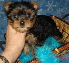 
Precio Yorkshire Terrier...........<strong>$18,000.00   A   $25,000.00  (dependiendo del tamaño, sexo, color y calidad)</strong> <br><br>


100% pura raza, registrados todos los papeles en regla se envian a cualquier parte de la Republica.<br><br> 

<li>Contrato de compraventa<br><br></li>


<li>Seguro de vida gratuito por escrito de 5 años que cubre muerte en caso de cuestiones virales</li>
<br><br>

<li>Garantía de Pureza Racial<br><br></li>

<li>Certificado de registro inicial que extiende la Federación Canófila Mexicana donde los cachorros se entregan con tatuaje y microchip</li>

