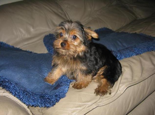 
Precio Yorkshire Terrier...........<strong>$18,000.00   A   $25,000.00  (dependiendo del tamaño, sexo, color y calidad)</strong> <br><br>


100% pura raza, registrados todos los papeles en regla se envian a cualquier parte de la Republica.<br><br> 

<li>Contrato de compraventa<br><br></li>


<li>Seguro de vida gratuito por escrito de 5 años que cubre muerte en caso de cuestiones virales</li>
<br><br>

<li>Garantía de Pureza Racial<br><br></li>

<li>Certificado de registro inicial que extiende la Federación Canófila Mexicana donde los cachorros se entregan con tatuaje y microchip</li>

