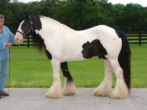 caballo alazano anglo hispano arabe, domado a la vaquera, super manso , apto para cualquier jinete edad 8 años, talla 170 a la cruz. 