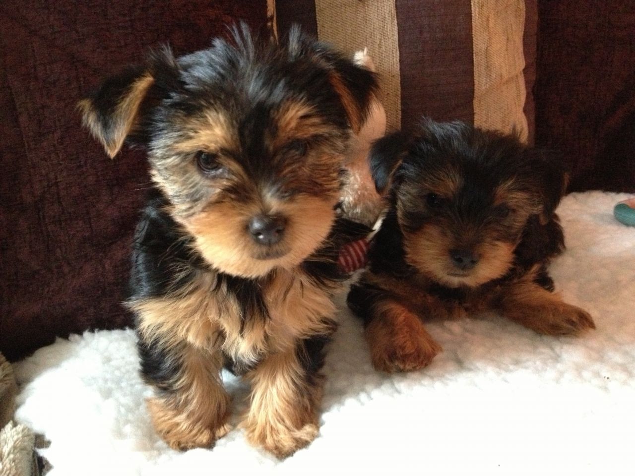 
Precio Yorkshire Terrier...........<strong>$18,000.00   A   $25,000.00  (dependiendo del tamaño, sexo, color y calidad)</strong> <br><br>


100% pura raza, registrados todos los papeles en regla se envian a cualquier parte de la Republica.<br><br> 

<li>Contrato de compraventa<br><br></li>


<li>Seguro de vida gratuito por escrito de 5 años que cubre muerte en caso de cuestiones virales</li>
<br><br>

<li>Garantía de Pureza Racial<br><br></li>

<li>Certificado de registro inicial que extiende la Federación Canófila Mexicana donde los cachorros se entregan con tatuaje y microchip</li>

