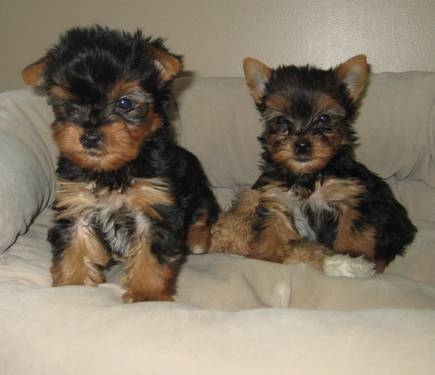 
Precio Yorkshire Terrier...........<strong>$18,000.00   A   $25,000.00  (dependiendo del tamaño, sexo, color y calidad)</strong> <br><br>


100% pura raza, registrados todos los papeles en regla se envian a cualquier parte de la Republica.<br><br> 

<li>Contrato de compraventa<br><br></li>


<li>Seguro de vida gratuito por escrito de 5 años que cubre muerte en caso de cuestiones virales</li>
<br><br>

<li>Garantía de Pureza Racial<br><br></li>

<li>Certificado de registro inicial que extiende la Federación Canófila Mexicana donde los cachorros se entregan con tatuaje y microchip</li>

