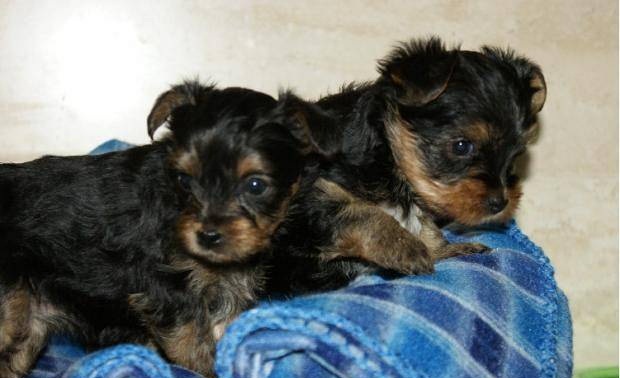 
Precio Yorkshire Terrier...........<strong>$18,000.00   A   $25,000.00  (dependiendo del tamaño, sexo, color y calidad)</strong> <br><br>


100% pura raza, registrados todos los papeles en regla se envian a cualquier parte de la Republica.<br><br> 

<li>Contrato de compraventa<br><br></li>


<li>Seguro de vida gratuito por escrito de 5 años que cubre muerte en caso de cuestiones virales</li>
<br><br>

<li>Garantía de Pureza Racial<br><br></li>

<li>Certificado de registro inicial que extiende la Federación Canófila Mexicana donde los cachorros se entregan con tatuaje y microchip</li>

