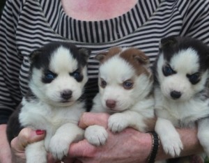 Los cachorros Siberian Husky Inteligentes 