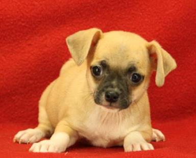 Chihuahua Mix Femenino y masculino de contacto Adopción Ahora