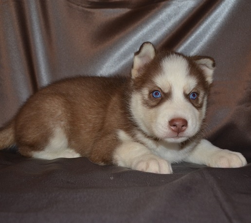  CACHORROS HUSKY SIBERIANO DE LIBRE