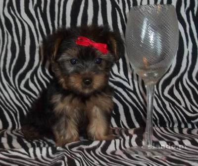 
Precio Yorkshire Terrier...........<strong>$18,000.00   A   $25,000.00  (dependiendo del tamaño, sexo, color y calidad)</strong> <br><br>


100% pura raza, registrados todos los papeles en regla se envian a cualquier parte de la Republica.<br><br> 

<li>Contrato de compraventa<br><br></li>


<li>Seguro de vida gratuito por escrito de 5 años que cubre muerte en caso de cuestiones virales</li>
<br><br>

<li>Garantía de Pureza Racial<br><br></li>

<li>Certificado de registro inicial que extiende la Federación Canófila Mexicana donde los cachorros se entregan con tatuaje y microchip</li>

