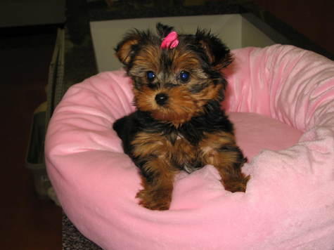 
Precio Yorkshire Terrier...........<strong>$18,000.00   A   $25,000.00  (dependiendo del tamaño, sexo, color y calidad)</strong> <br><br>


100% pura raza, registrados todos los papeles en regla se envian a cualquier parte de la Republica.<br><br> 

<li>Contrato de compraventa<br><br></li>


<li>Seguro de vida gratuito por escrito de 5 años que cubre muerte en caso de cuestiones virales</li>
<br><br>

<li>Garantía de Pureza Racial<br><br></li>

<li>Certificado de registro inicial que extiende la Federación Canófila Mexicana donde los cachorros se entregan con tatuaje y microchip</li>

