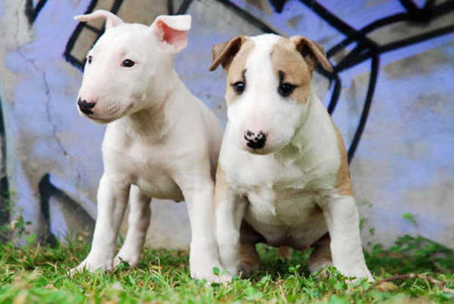 
Precio Bull Terrier...........<strong>    $18,000.00  A   $25,000.00    ( dependiendo tamaño y color)</strong> <br><br>


100% pura raza, registrados todos los papeles en regla se envian a cualquier parte de la Republica.<br><br> 

<li>Contrato de compraventa<br><br></li>


<li>Seguro de vida gratuito por escrito de 5 años que cubre muerte en caso de cuestiones virales</li>
<br><br>

<li>Garantía de Pureza Racial<br><br></li>

<li>Certificado de registro inicial que extiende la Federación Canófila Mexicana donde los cachorros se entregan con tatuaje y microchip</li>

