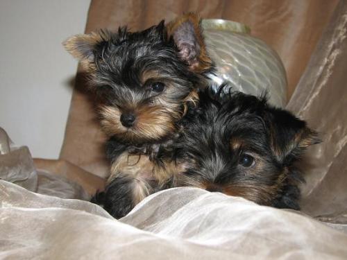 
Precio Yorkshire Terrier...........<strong>$18,000.00   A   $25,000.00  (dependiendo del tamaño, sexo, color y calidad)</strong> <br><br>


100% pura raza, registrados todos los papeles en regla se envian a cualquier parte de la Republica.<br><br> 

<li>Contrato de compraventa<br><br></li>


<li>Seguro de vida gratuito por escrito de 5 años que cubre muerte en caso de cuestiones virales</li>
<br><br>

<li>Garantía de Pureza Racial<br><br></li>

<li>Certificado de registro inicial que extiende la Federación Canófila Mexicana donde los cachorros se entregan con tatuaje y microchip</li>

