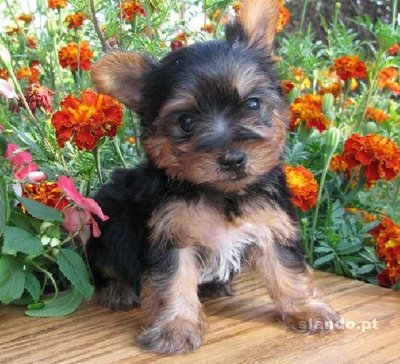 
Precio Yorkshire Terrier...........<strong>$18,000.00   A   $25,000.00  (dependiendo del tamaño, sexo, color y calidad)</strong> <br><br>


100% pura raza, registrados todos los papeles en regla se envian a cualquier parte de la Republica.<br><br> 

<li>Contrato de compraventa<br><br></li>


<li>Seguro de vida gratuito por escrito de 5 años que cubre muerte en caso de cuestiones virales</li>
<br><br>

<li>Garantía de Pureza Racial<br><br></li>

<li>Certificado de registro inicial que extiende la Federación Canófila Mexicana donde los cachorros se entregan con tatuaje y microchip</li>

