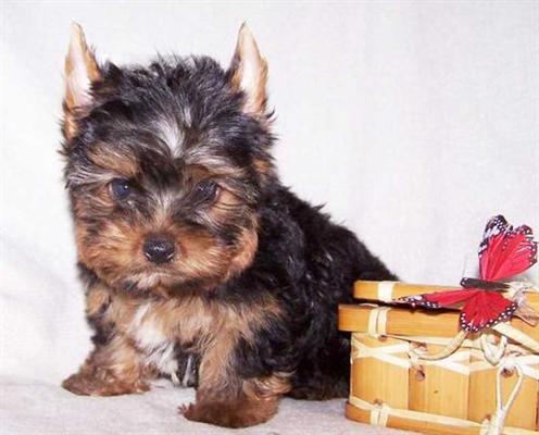 
Precio Yorkshire Terrier...........<strong>$18,000.00   A   $25,000.00  (dependiendo del tamaño, sexo, color y calidad)</strong> <br><br>


100% pura raza, registrados todos los papeles en regla se envian a cualquier parte de la Republica.<br><br> 

<li>Contrato de compraventa<br><br></li>


<li>Seguro de vida gratuito por escrito de 5 años que cubre muerte en caso de cuestiones virales</li>
<br><br>

<li>Garantía de Pureza Racial<br><br></li>

<li>Certificado de registro inicial que extiende la Federación Canófila Mexicana donde los cachorros se entregan con tatuaje y microchip</li>

