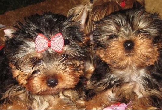 
Precio Yorkshire Terrier...........<strong>$18,000.00   A   $25,000.00  (dependiendo del tamaño, sexo, color y calidad)</strong> <br><br>


100% pura raza, registrados todos los papeles en regla se envian a cualquier parte de la Republica.<br><br> 

<li>Contrato de compraventa<br><br></li>


<li>Seguro de vida gratuito por escrito de 5 años que cubre muerte en caso de cuestiones virales</li>
<br><br>

<li>Garantía de Pureza Racial<br><br></li>

<li>Certificado de registro inicial que extiende la Federación Canófila Mexicana donde los cachorros se entregan con tatuaje y microchip</li>

