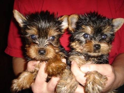 
Precio Yorkshire Terrier...........<strong>$18,000.00   A   $25,000.00  (dependiendo del tamaño, sexo, color y calidad)</strong> <br><br>


100% pura raza, registrados todos los papeles en regla se envian a cualquier parte de la Republica.<br><br> 

<li>Contrato de compraventa<br><br></li>


<li>Seguro de vida gratuito por escrito de 5 años que cubre muerte en caso de cuestiones virales</li>
<br><br>

<li>Garantía de Pureza Racial<br><br></li>

<li>Certificado de registro inicial que extiende la Federación Canófila Mexicana donde los cachorros se entregan con tatuaje y microchip</li>

