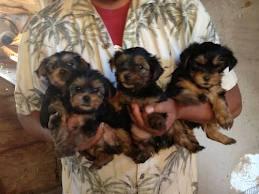 
Precio Yorkshire Terrier...........<strong>$18,000.00   A   $25,000.00  (dependiendo del tamaño, sexo, color y calidad)</strong> <br><br>


100% pura raza, registrados todos los papeles en regla se envian a cualquier parte de la Republica.<br><br> 

<li>Contrato de compraventa<br><br></li>


<li>Seguro de vida gratuito por escrito de 5 años que cubre muerte en caso de cuestiones virales</li>
<br><br>

<li>Garantía de Pureza Racial<br><br></li>

<li>Certificado de registro inicial que extiende la Federación Canófila Mexicana donde los cachorros se entregan con tatuaje y microchip</li>

