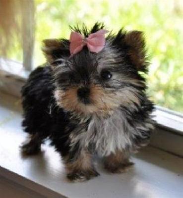 
Precio Yorkshire Terrier...........<strong>$18,000.00   A   $25,000.00  (dependiendo del tamaño, sexo, color y calidad)</strong> <br><br>


100% pura raza, registrados todos los papeles en regla se envian a cualquier parte de la Republica.<br><br> 

<li>Contrato de compraventa<br><br></li>


<li>Seguro de vida gratuito por escrito de 5 años que cubre muerte en caso de cuestiones virales</li>
<br><br>

<li>Garantía de Pureza Racial<br><br></li>

<li>Certificado de registro inicial que extiende la Federación Canófila Mexicana donde los cachorros se entregan con tatuaje y microchip</li>

