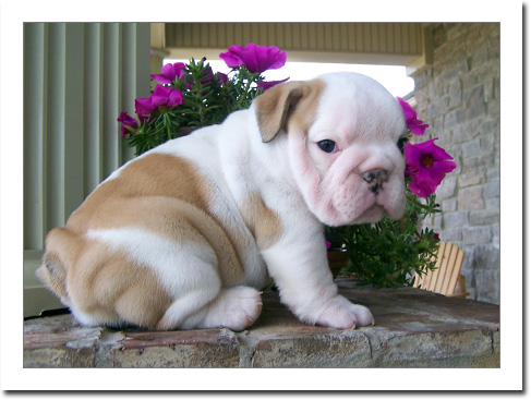 ENCANTADOR BULLDOG INGLÉS CACHORROS DISPONIBLES