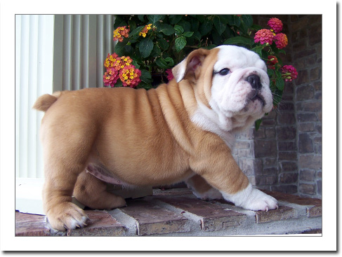 ENCANTADOR BULLDOG INGLÉS CACHORROS DISPONIBLES