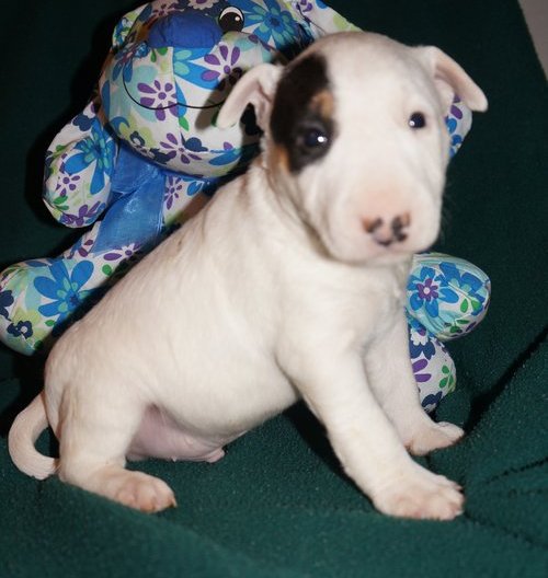 
Precio Bull Terrier...........<strong>    $18,000.00  A   $25,000.00    ( dependiendo tamaño y color)</strong> <br><br>


100% pura raza, registrados todos los papeles en regla se envian a cualquier parte de la Republica.<br><br> 

<li>Contrato de compraventa<br><br></li>


<li>Seguro de vida gratuito por escrito de 5 años que cubre muerte en caso de cuestiones virales</li>
<br><br>

<li>Garantía de Pureza Racial<br><br></li>

<li>Certificado de registro inicial que extiende la Federación Canófila Mexicana donde los cachorros se entregan con tatuaje y microchip</li>

