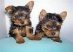 
Precio Yorkshire Terrier...........<strong>$18,000.00   A   $25,000.00  (dependiendo del tamaño, sexo, color y calidad)</strong> <br><br>


100% pura raza, registrados todos los papeles en regla se envian a cualquier parte de la Republica.<br><br> 

<li>Contrato de compraventa<br><br></li>


<li>Seguro de vida gratuito por escrito de 5 años que cubre muerte en caso de cuestiones virales</li>
<br><br>

<li>Garantía de Pureza Racial<br><br></li>

<li>Certificado de registro inicial que extiende la Federación Canófila Mexicana donde los cachorros se entregan con tatuaje y microchip</li>

