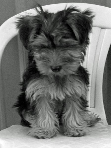 
Precio Yorkshire Terrier...........<strong>$18,000.00   A   $25,000.00  (dependiendo del tamaño, sexo, color y calidad)</strong> <br><br>


100% pura raza, registrados todos los papeles en regla se envian a cualquier parte de la Republica.<br><br> 

<li>Contrato de compraventa<br><br></li>


<li>Seguro de vida gratuito por escrito de 5 años que cubre muerte en caso de cuestiones virales</li>
<br><br>

<li>Garantía de Pureza Racial<br><br></li>

<li>Certificado de registro inicial que extiende la Federación Canófila Mexicana donde los cachorros se entregan con tatuaje y microchip</li>

