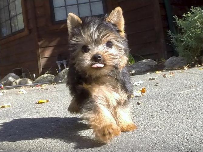 
Precio Yorkshire Terrier...........<strong>$18,000.00   A   $25,000.00  (dependiendo del tamaño, sexo, color y calidad)</strong> <br><br>


100% pura raza, registrados todos los papeles en regla se envian a cualquier parte de la Republica.<br><br> 

<li>Contrato de compraventa<br><br></li>


<li>Seguro de vida gratuito por escrito de 5 años que cubre muerte en caso de cuestiones virales</li>
<br><br>

<li>Garantía de Pureza Racial<br><br></li>

<li>Certificado de registro inicial que extiende la Federación Canófila Mexicana donde los cachorros se entregan con tatuaje y microchip</li>

