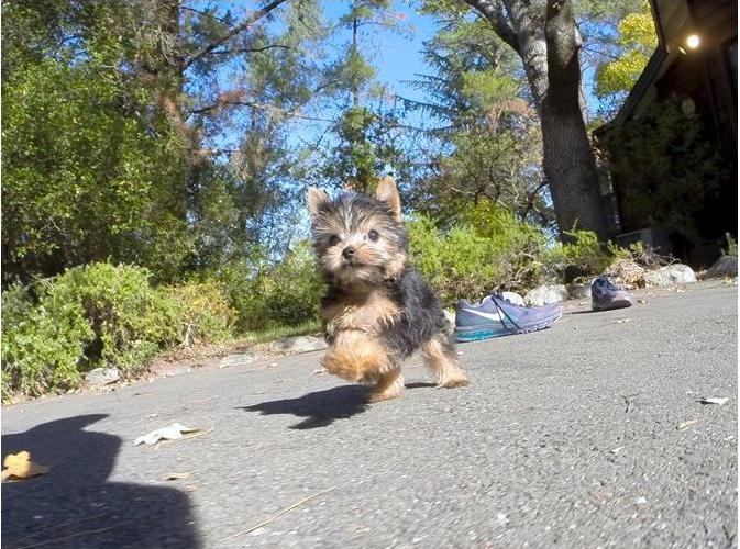 
Precio Yorkshire Terrier...........<strong>$18,000.00   A   $25,000.00  (dependiendo del tamaño, sexo, color y calidad)</strong> <br><br>


100% pura raza, registrados todos los papeles en regla se envian a cualquier parte de la Republica.<br><br> 

<li>Contrato de compraventa<br><br></li>


<li>Seguro de vida gratuito por escrito de 5 años que cubre muerte en caso de cuestiones virales</li>
<br><br>

<li>Garantía de Pureza Racial<br><br></li>

<li>Certificado de registro inicial que extiende la Federación Canófila Mexicana donde los cachorros se entregan con tatuaje y microchip</li>

