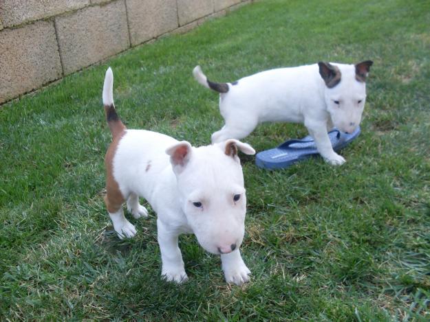 
Precio Bull Terrier...........<strong>    $18,000.00  A   $25,000.00    ( dependiendo tamaño y color)</strong> <br><br>


100% pura raza, registrados todos los papeles en regla se envian a cualquier parte de la Republica.<br><br> 

<li>Contrato de compraventa<br><br></li>


<li>Seguro de vida gratuito por escrito de 5 años que cubre muerte en caso de cuestiones virales</li>
<br><br>

<li>Garantía de Pureza Racial<br><br></li>

<li>Certificado de registro inicial que extiende la Federación Canófila Mexicana donde los cachorros se entregan con tatuaje y microchip</li>

