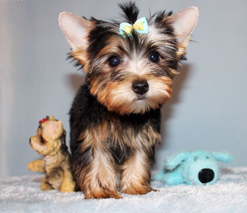 
Precio Yorkshire Terrier...........<strong>$18,000.00   A   $25,000.00  (dependiendo del tamaño, sexo, color y calidad)</strong> <br><br>


100% pura raza, registrados todos los papeles en regla se envian a cualquier parte de la Republica.<br><br> 

<li>Contrato de compraventa<br><br></li>


<li>Seguro de vida gratuito por escrito de 5 años que cubre muerte en caso de cuestiones virales</li>
<br><br>

<li>Garantía de Pureza Racial<br><br></li>

<li>Certificado de registro inicial que extiende la Federación Canófila Mexicana donde los cachorros se entregan con tatuaje y microchip</li>

